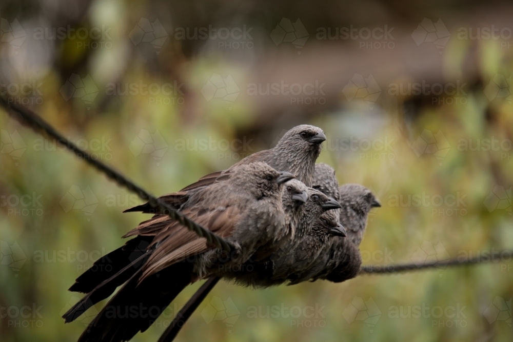 A tight-nit family of native Australian Apostle Birds huddled together in a group on a powerline. - Australian Stock Image