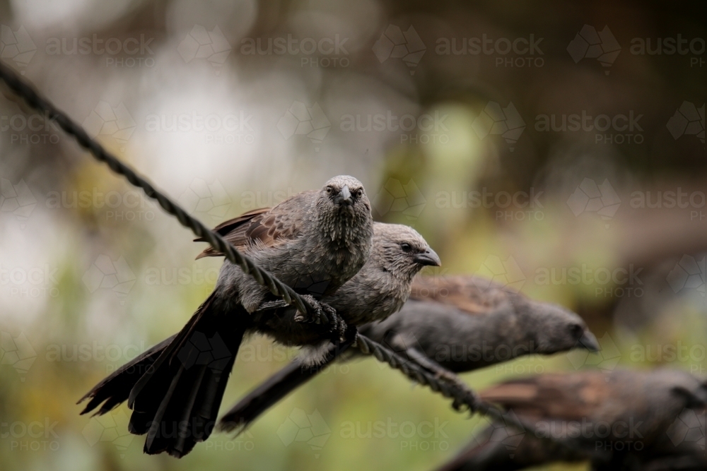 A tight-nit family of native Australian Apostle Birds huddled together in a group on a powerline. - Australian Stock Image