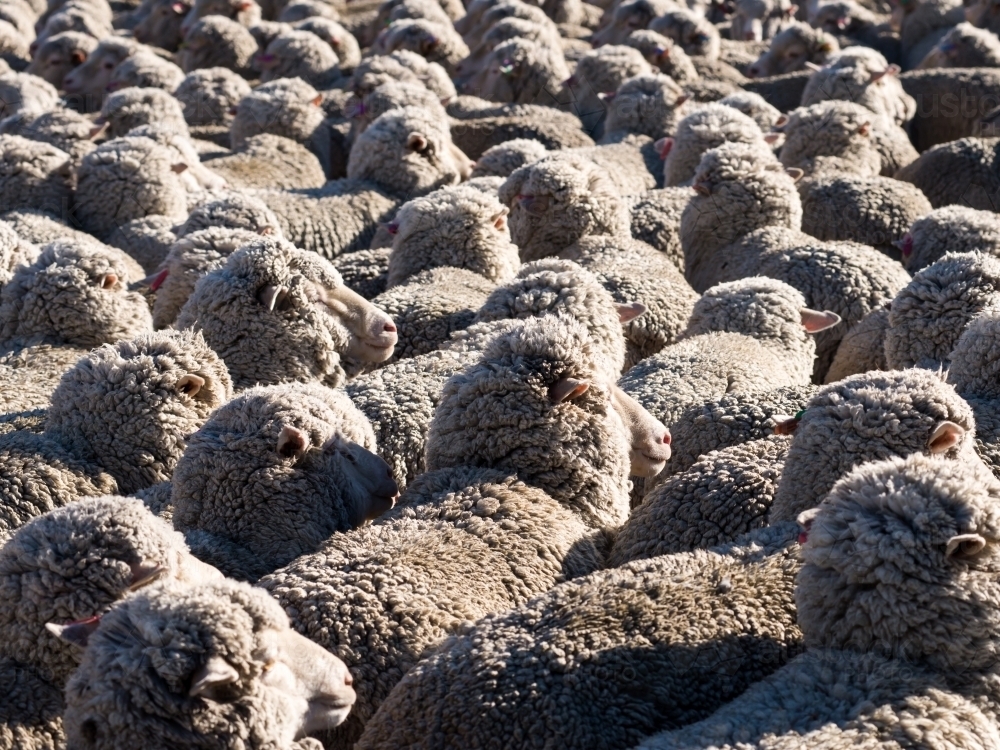 A tightly bunched flock of merino sheep - Australian Stock Image