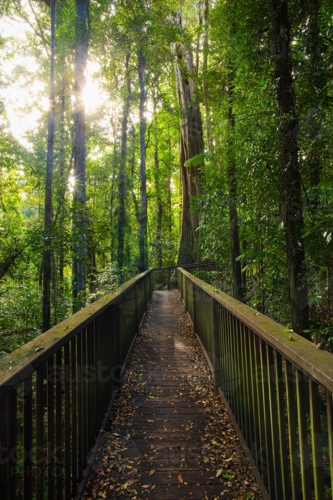 A timber boardwalk leading straight through the lush subtropical rainforest near Mount Glorious. - Australian Stock Image