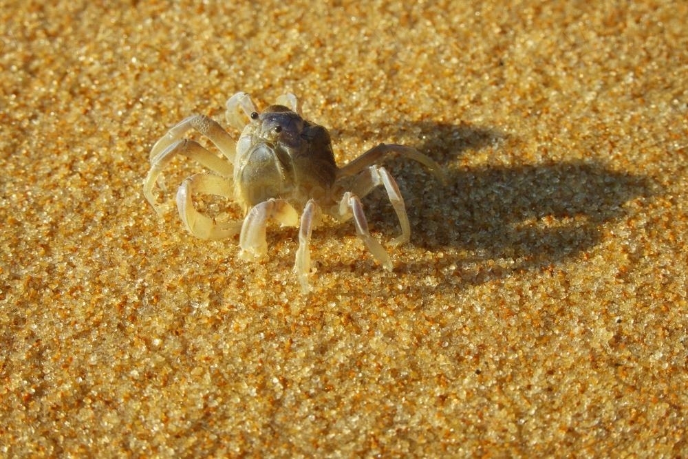 A tiny crab on the beach - Australian Stock Image