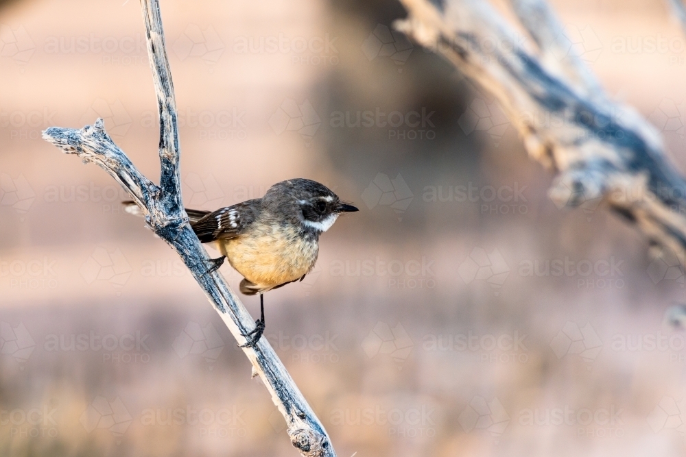 A tiny Mangrove Grey Fantail sitting on a stick above blurred out background - Australian Stock Image