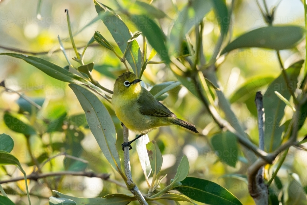 A tiny Yellow White-eye bird camouflages well amongst the mangroves - Australian Stock Image
