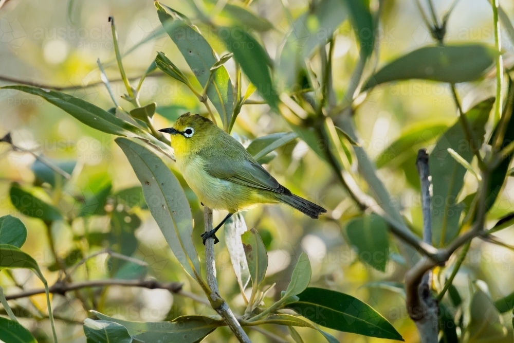 A tiny Yellow White-eye bird in amongst the mangrove leaves - Australian Stock Image