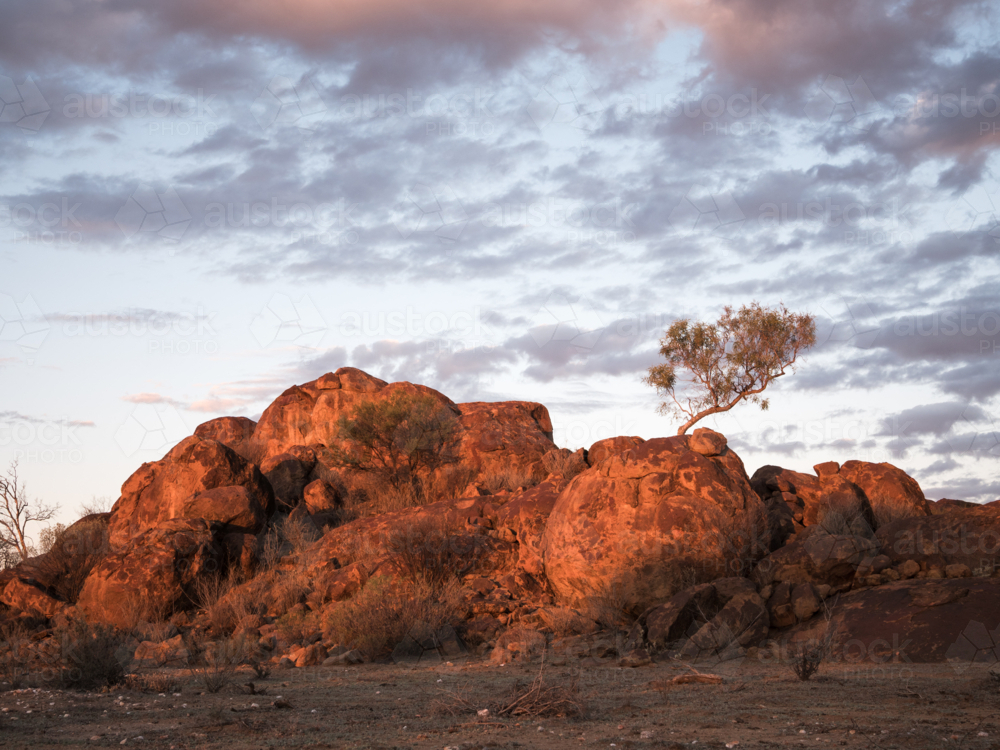 A tree and large rocks at sunset outside Tibooburra, New South Wales - Australian Stock Image