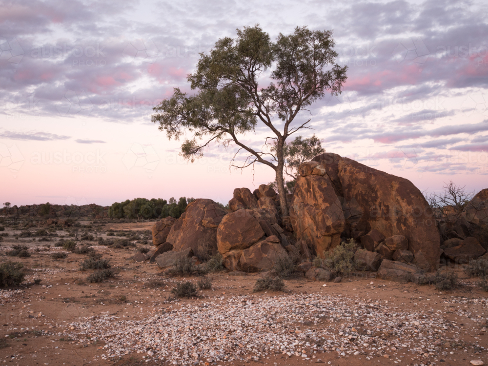 A tree and large rocks at sunset outside Tibooburra, New South Wales - Australian Stock Image