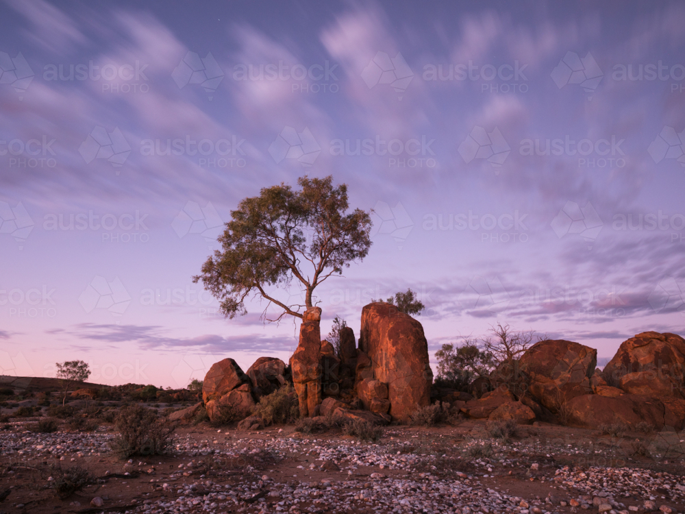 A tree and large rocks at sunset outside Tibooburra, New South Wales - Australian Stock Image