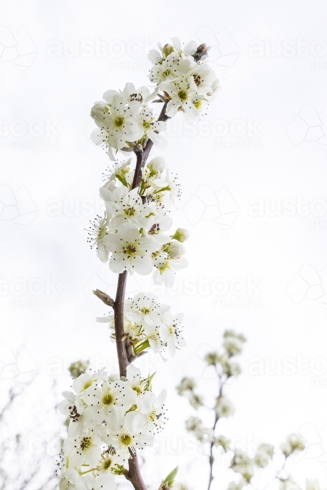 A tree branch covered in white blossom - Australian Stock Image
