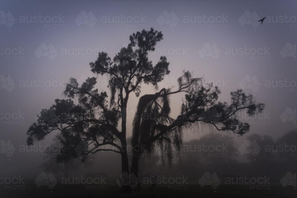 A tree in early morning fog - Australian Stock Image