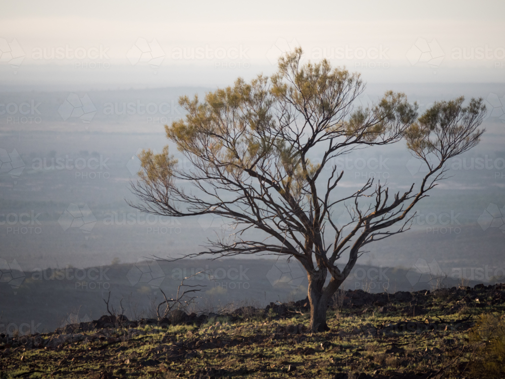 A tree on a hill at sunrise outside Broken Hill, New South Wales - Australian Stock Image