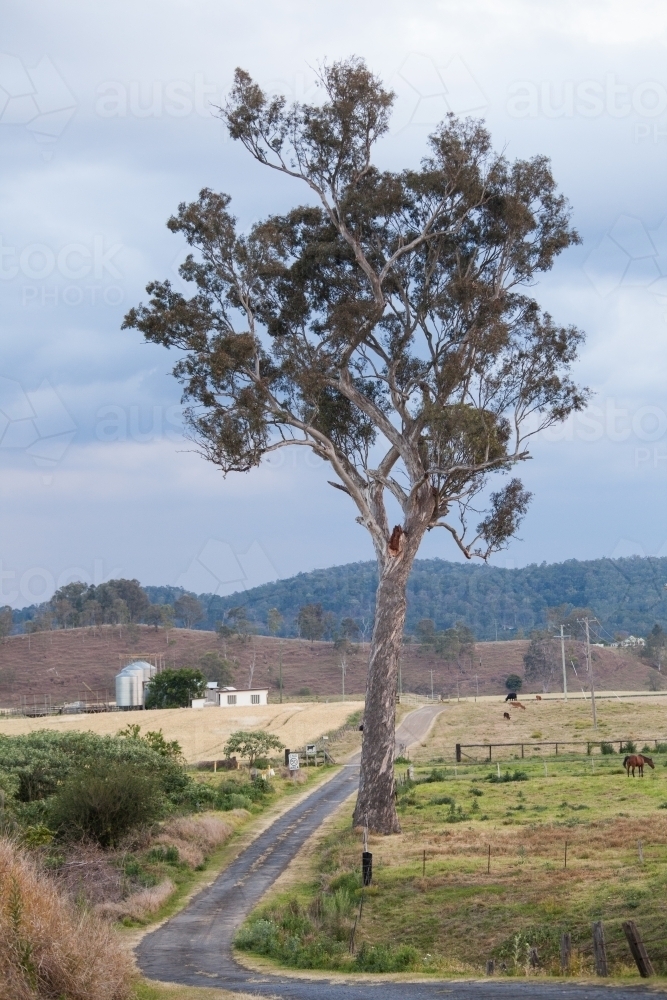 A tree on a small country road - Australian Stock Image