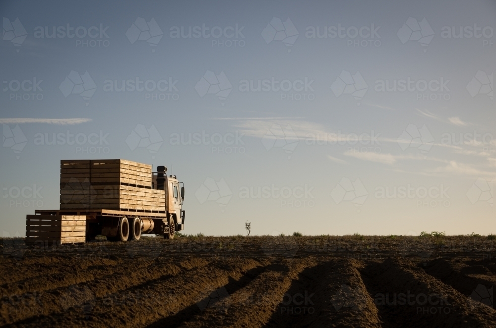 A truck loaded with potatoes ready for seeding in Western Australia - Australian Stock Image