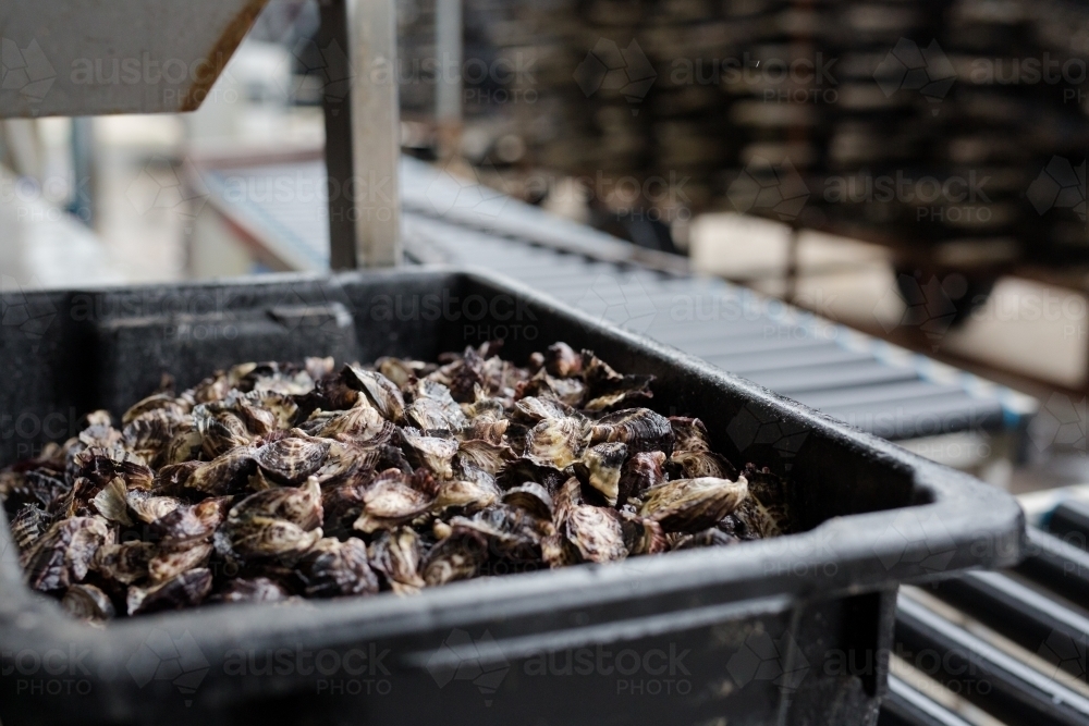 a tub of pacific oysters at a grading facility - Australian Stock Image