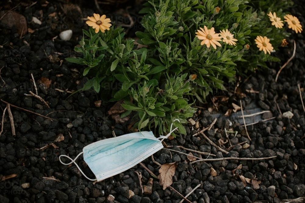 A used surgical mask littered as rubbish in a garden during the corona COVID-19 pandemic - Australian Stock Image