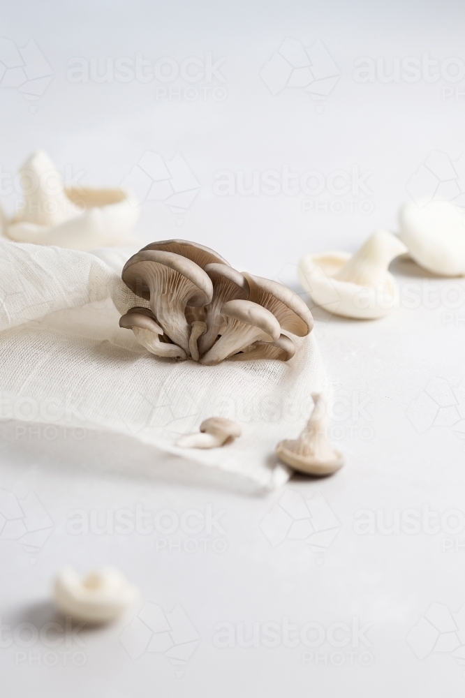 A variety of mushrooms on a white background - Australian Stock Image