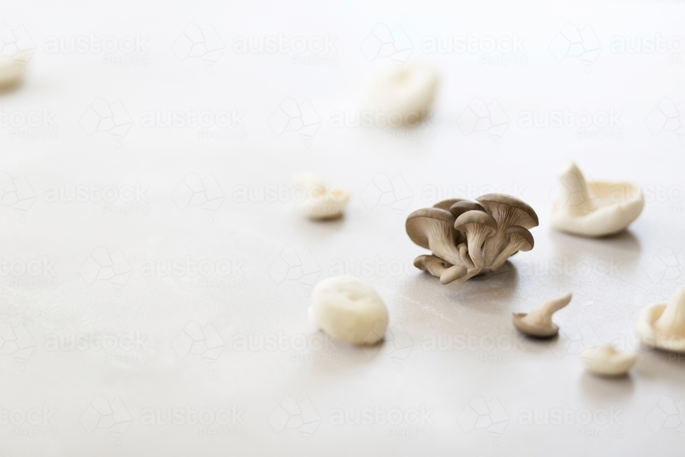 A variety of mushrooms on a white background - Australian Stock Image