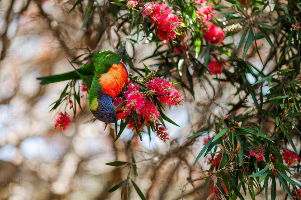 A vibrant rainbow lorikeet hangs upside down, feeding on bright native flowers in a tree - Australian Stock Image