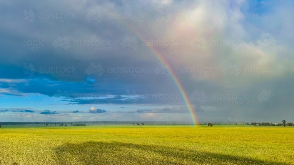 Spring Forward Rainbow Image of A vibrant Spring day with rainbow visible across canola field ...