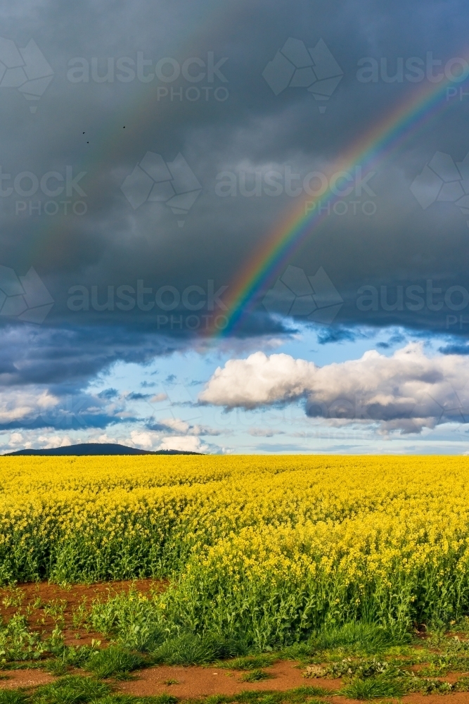 rainbow in the dark rainbow in the dark