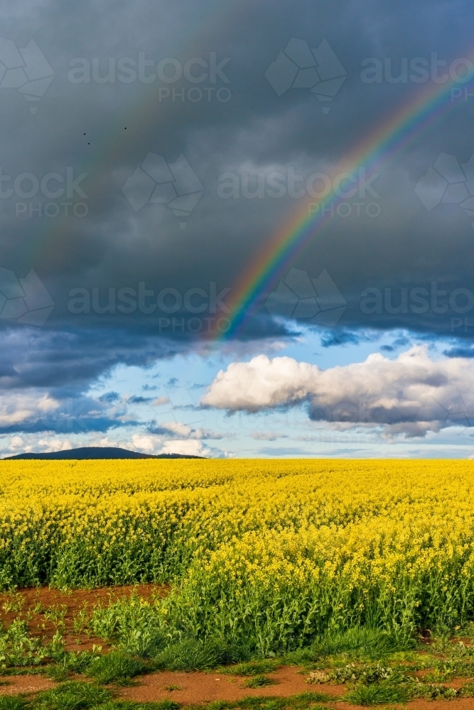 A vivid rainbow in front of a dark sky over a bright yellow canola crop - Australian Stock Image