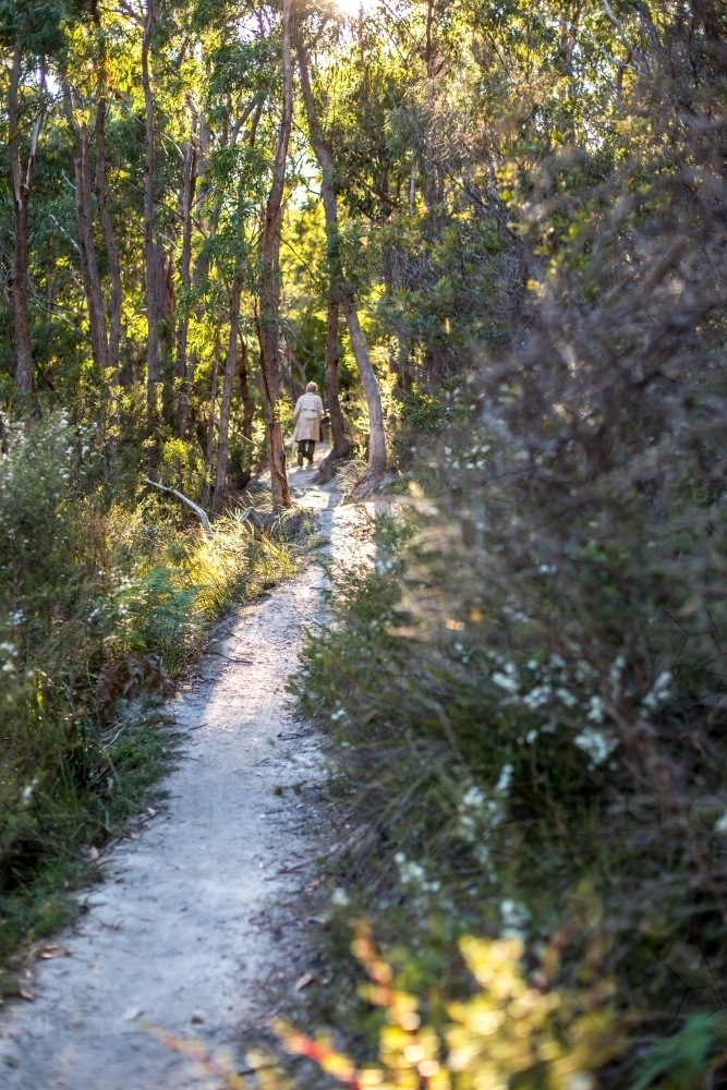 A walker travels along a gravel walking track in amongst an open dry eucalypt forest - Australian Stock Image
