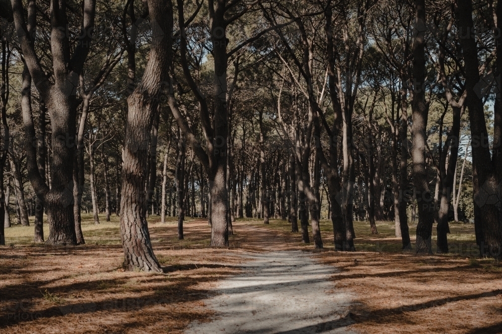 A walking track through pine trees at Pine Grove in Centennial Park - Australian Stock Image