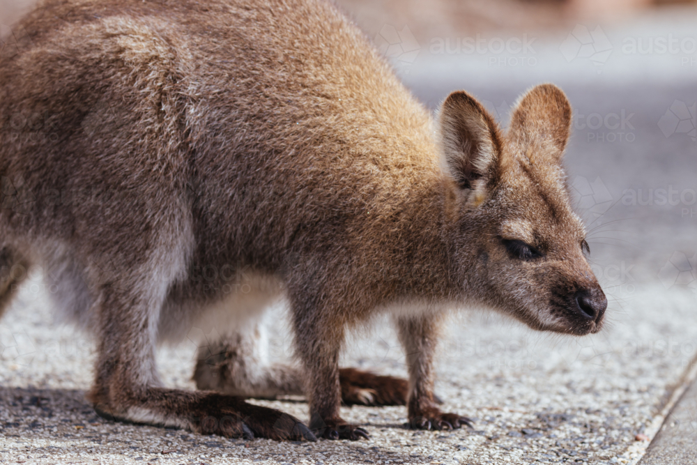 A Wallaby looks for food in Freycinet National Park, Tasmania, Australia - Australian Stock Image