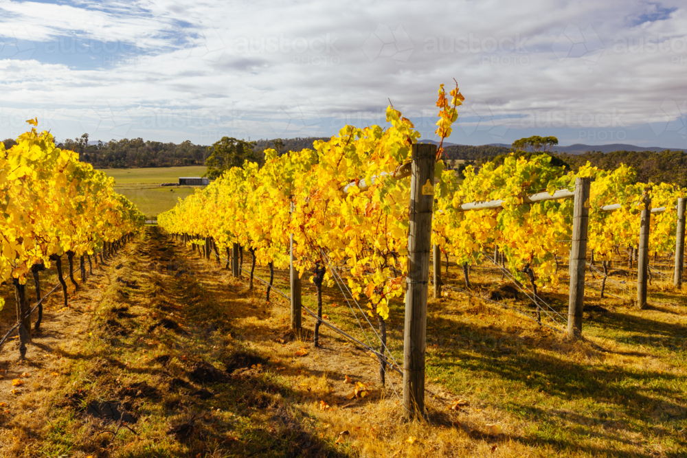 A warm autumn day with yellow and orange coloured vines in the Tamar Valley near Launceston Tasmania - Australian Stock Image