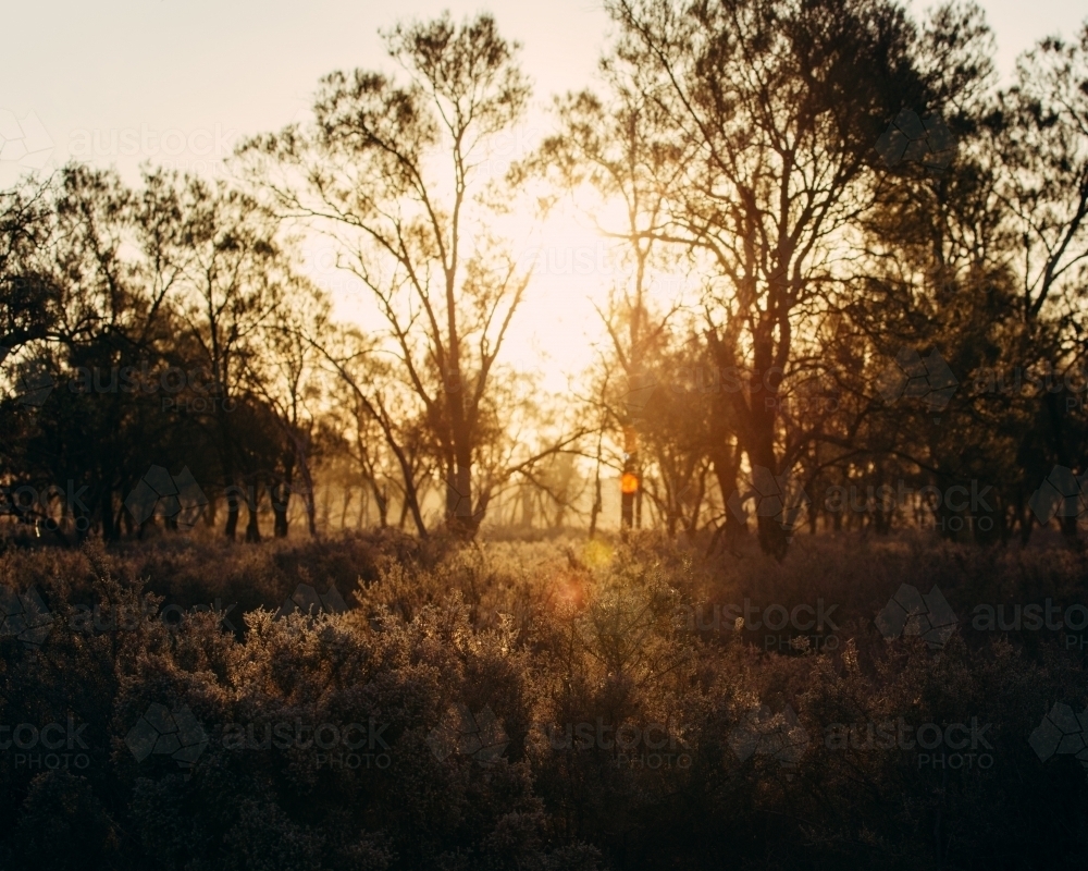 A warm outback sunset bursting through trees in Mungo National Park - Australian Stock Image