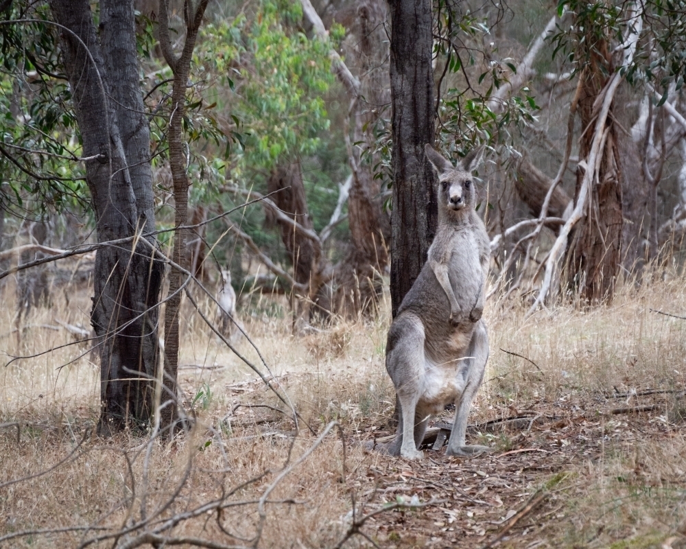 A Wary Eastern Grey Kangaroo - Australian Stock Image