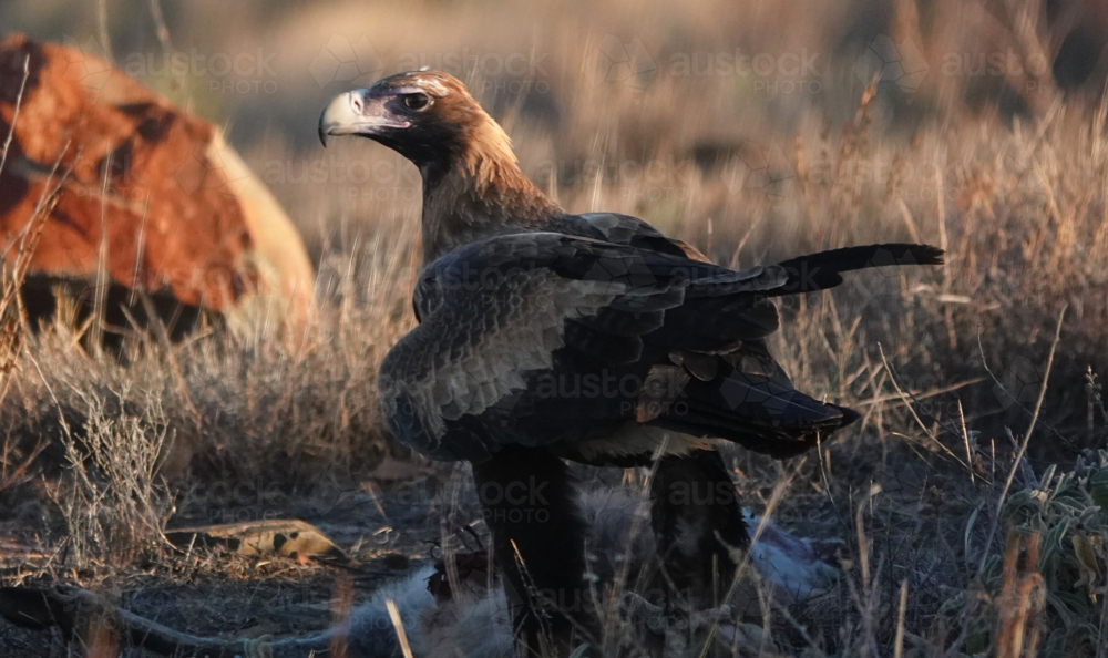A Wedge-tailed Eagle feasts upon a kangaroo carcass - Australian Stock Image