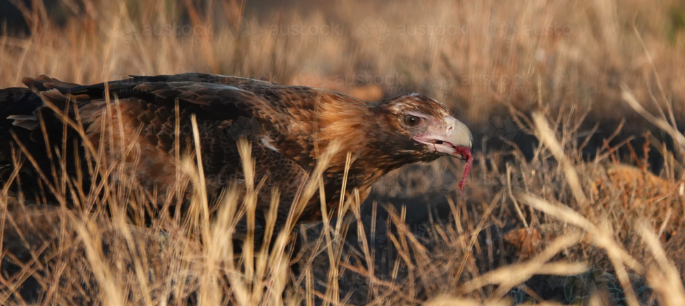 A Wedge-tailed Eagle feasts upon a kangaroo carcass - Australian Stock Image
