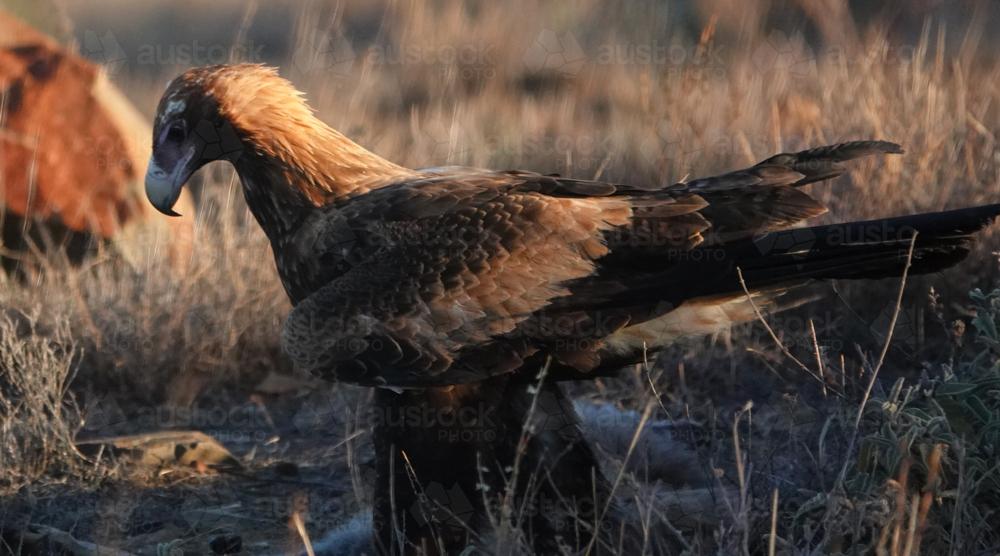 A Wedge-tailed Eagle feasts upon a kangaroo carcass - Australian Stock Image