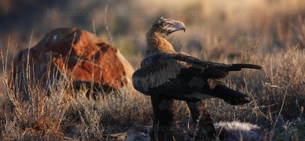 A Wedge-tailed Eagle feasts upon a kangaroo carcass - Australian Stock Image
