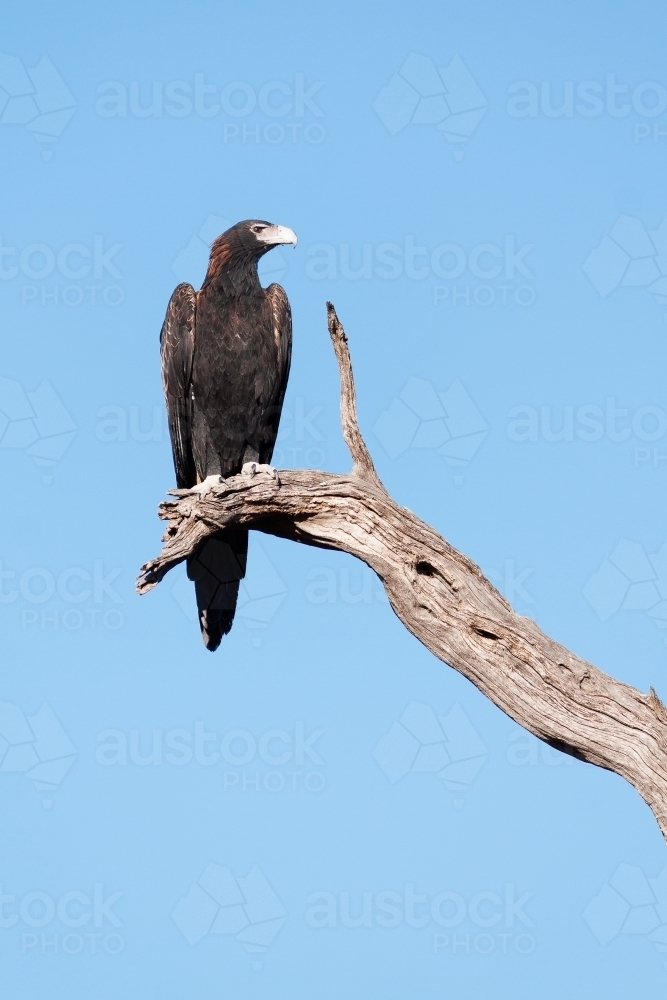 A Wedge-tailed eagle perched high on a dead tree branch - Australian Stock Image