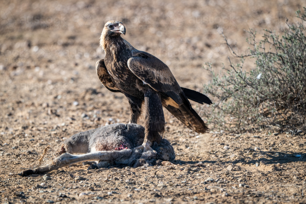 A wedge-tailed eagle stands guard over its prey on dry outback ground - Australian Stock Image