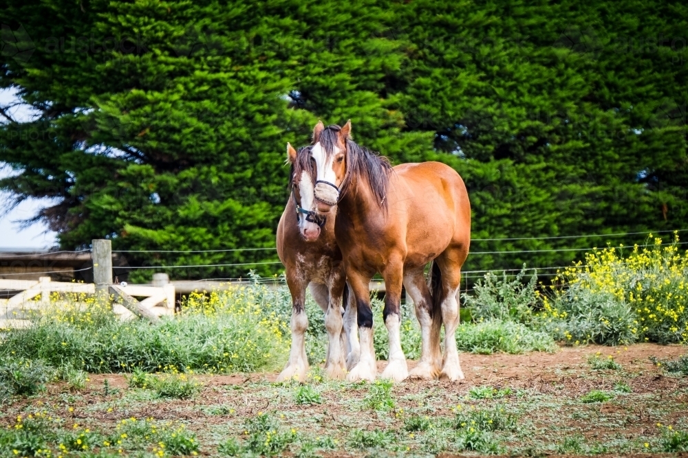 A well matched pair of clydesdale horses standing in the paddock - Australian Stock Image