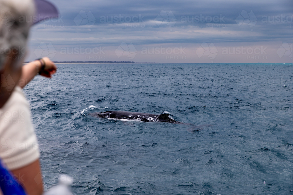 A whale surfacing near a whale watching tour boat - Australian Stock Image