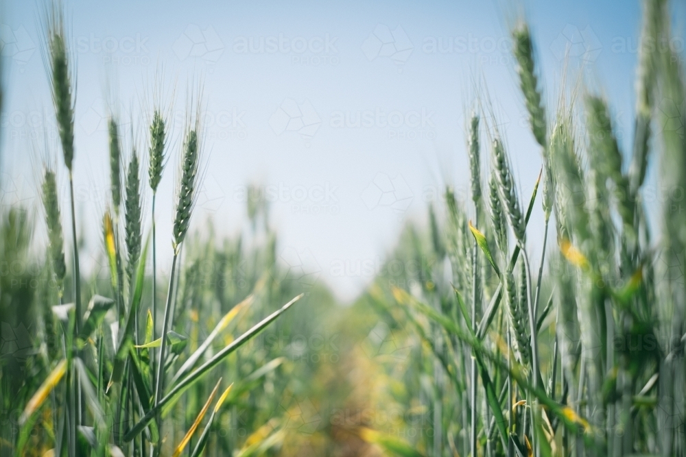 A wheat crop in head in Spring in the Wheatbelt of Western Australia - Australian Stock Image