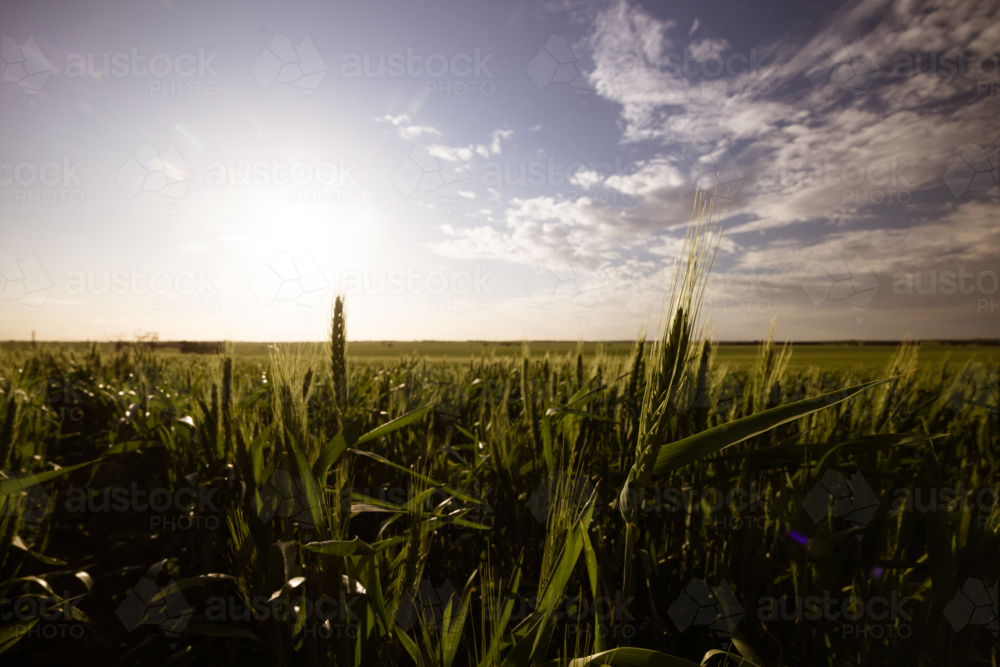 A wheat field under spring time sunset in the Wimmera Mallee region near Woomelang, Victoria - Australian Stock Image