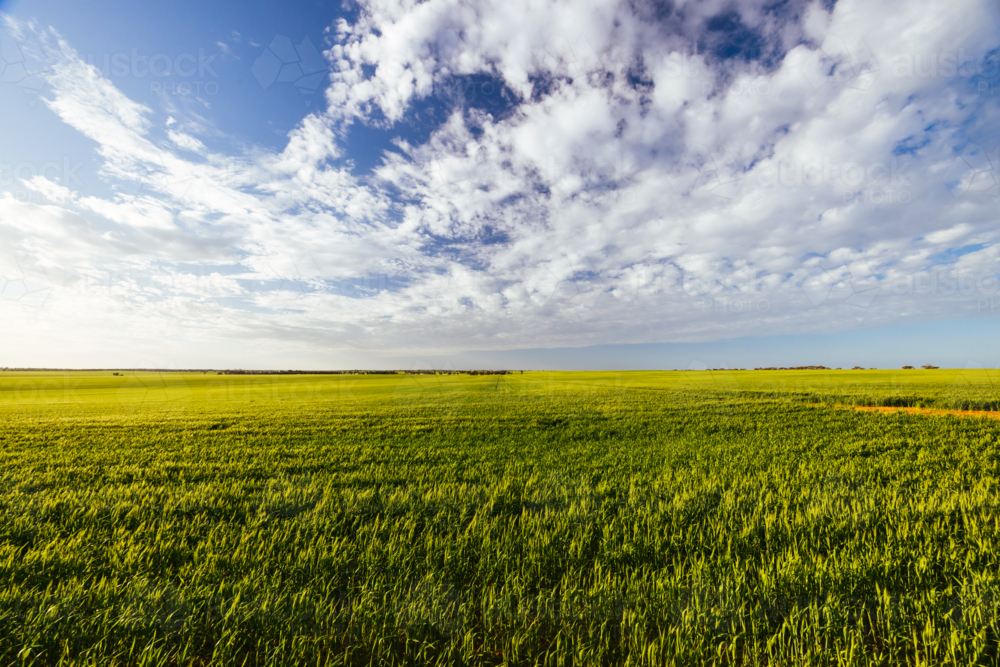 A wheat field under spring time sunset in the Wimmera Mallee region near Woomelang, Victoria - Australian Stock Image