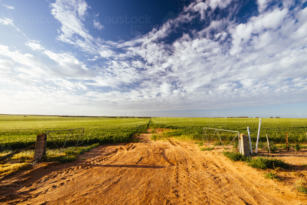 A wheat field under spring time sunset in the Wimmera Mallee region near Woomelang, Victoria - Australian Stock Image