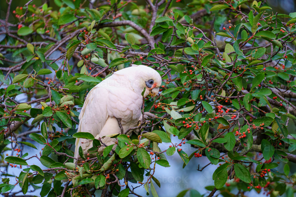 A white Australian corella foraging in a berry tree - Australian Stock Image