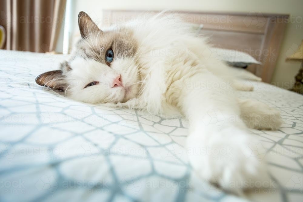A white cat laying on a bed - Australian Stock Image