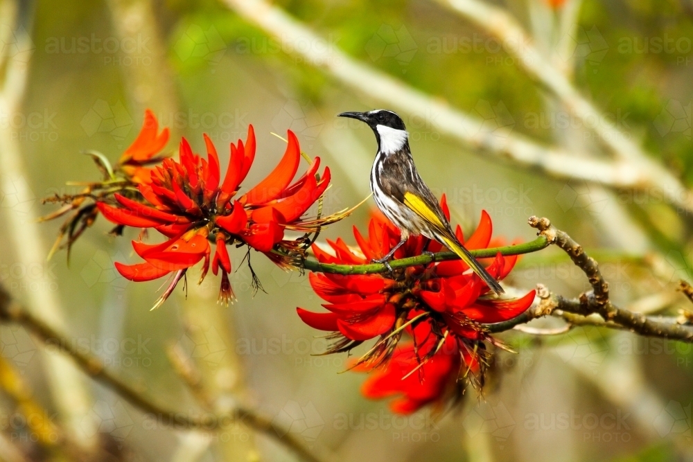 A White-cheeked Honeyeater perched among the red flowers of a coral tree at Coffs Harbour, NSW - Australian Stock Image