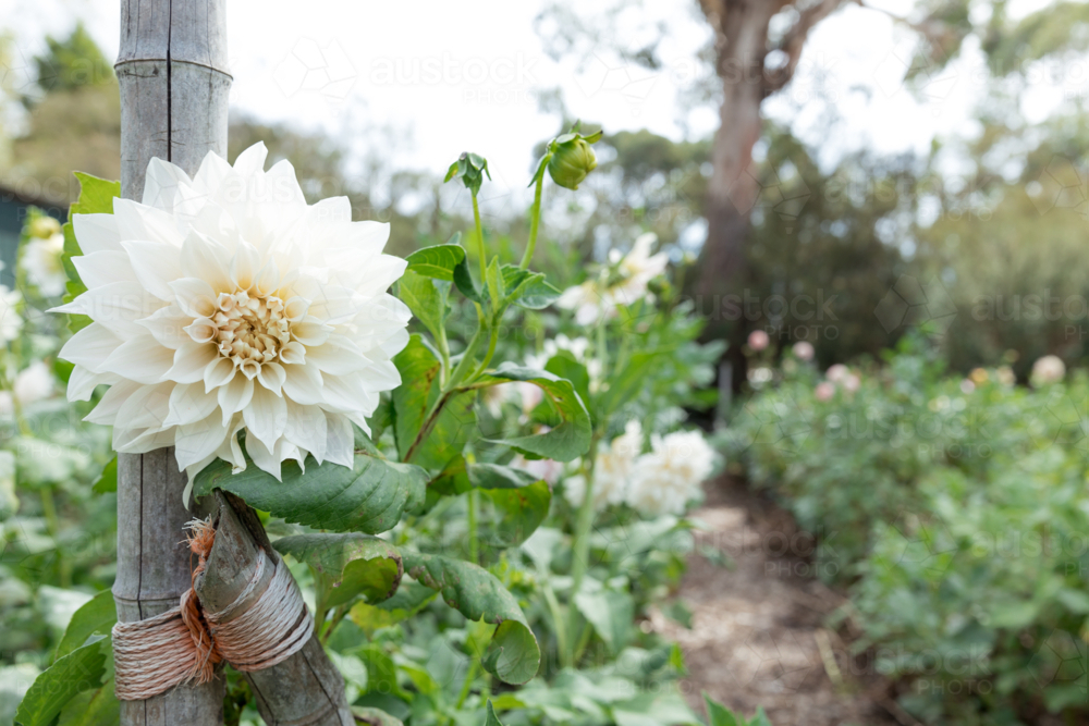 A white dahlia flower against a post in a garden - Australian Stock Image