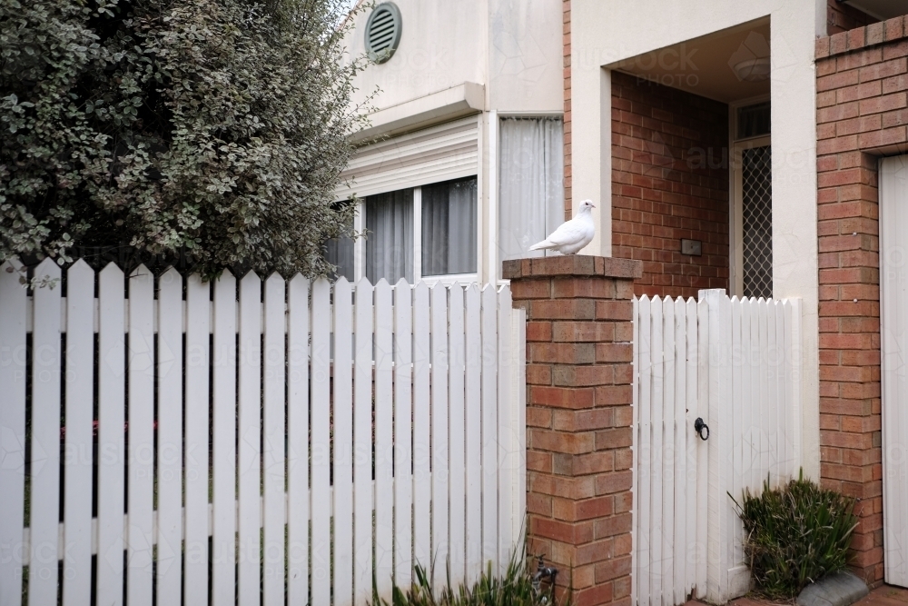 A white dove sits on a fence outside a white house - Australian Stock Image