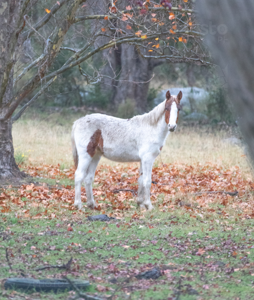 A white horse standing on autumn leaves underneath a tree in late autumn - Australian Stock Image