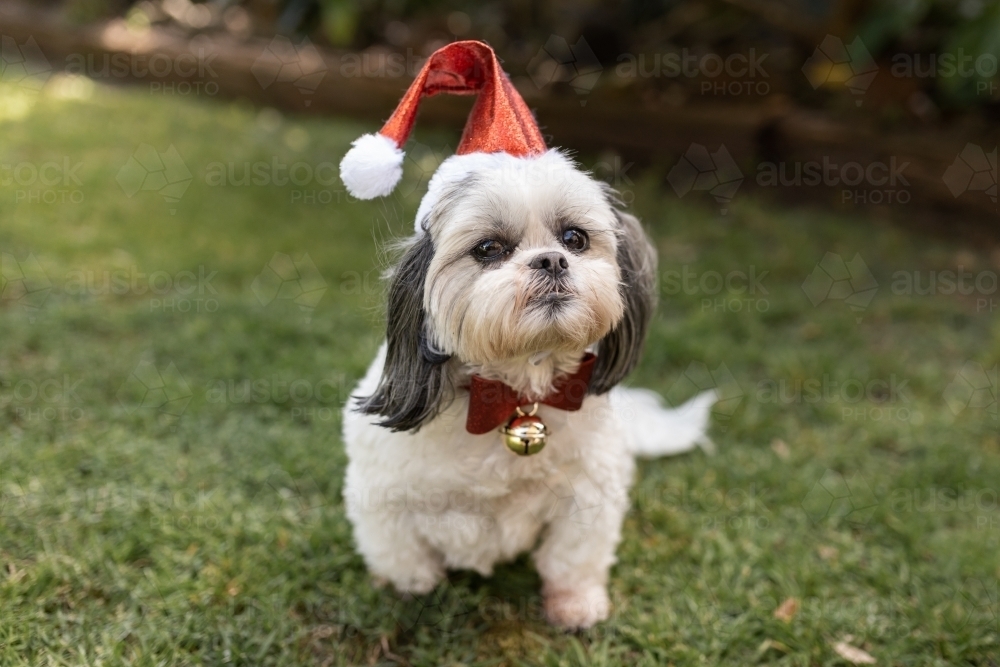 Lhasa sales apso red