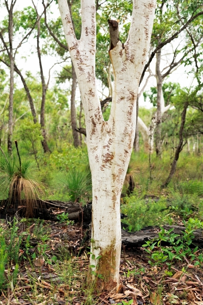 A white scribbly gum tree and grass trees in the Australian bush - Australian Stock Image